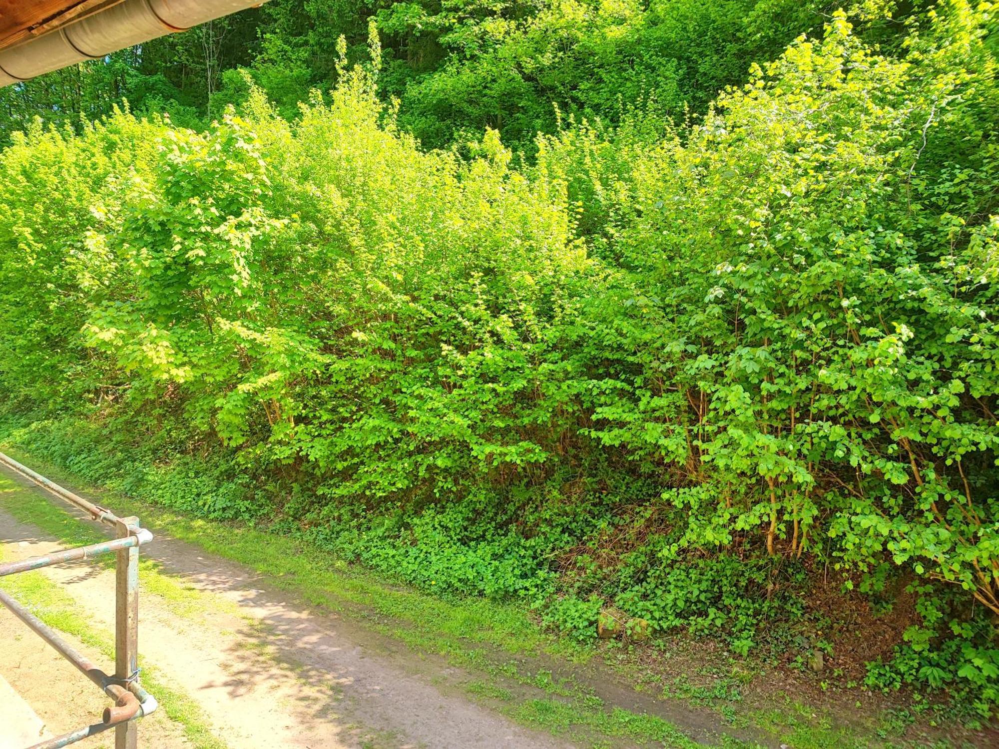 La Demeure Des Forges Appartement Grandfontaine  Buitenkant foto